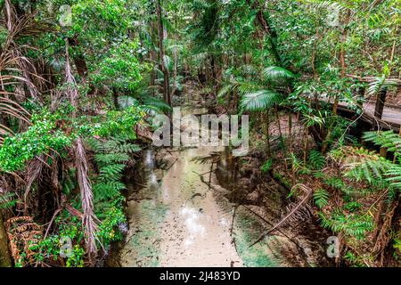 Der Wanggoolba Creek mit seinem kristallklaren Wasser windet sich durch das Regenwald-Tal in der Nähe der Central Station auf Fraser Island, Queensland, Australien Stockfoto