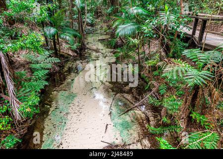 Der Wanggoolba Creek mit seinem kristallklaren Wasser windet sich durch das Regenwald-Tal in der Nähe der Central Station auf Fraser Island, Queensland, Australien Stockfoto