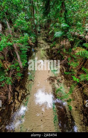 Der Wanggoolba Creek mit seinem kristallklaren Wasser windet sich durch das Regenwald-Tal in der Nähe der Central Station auf Fraser Island, Queensland, Australien Stockfoto