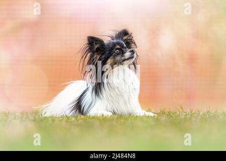 Porträt eines niedlichen Papillon Hundes, der auf einer Wiese liegt Stockfoto