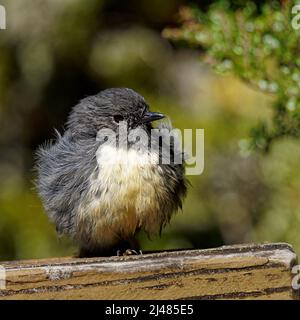 Südinsel-Robin, Maori-Name toutouwai, Sonnenbaden auf einer Hütte, Kahurangi National Park, Südinsel, Aotearoa, Neuseeland. Stockfoto