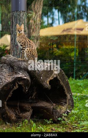 Serval sitzt auf einem gefällten Baum im Zoo Stockfoto