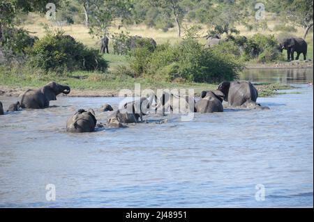 Eine große Herde afrikanischer Elefanten überquert gemeinsam den Fluss im Kruger National Park, Südafrika. Stockfoto