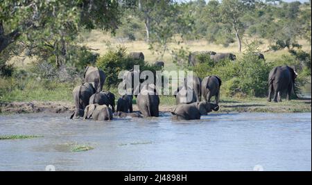 Eine große Herde afrikanischer Elefanten überquert gemeinsam den Fluss im Kruger National Park, Südafrika. Stockfoto