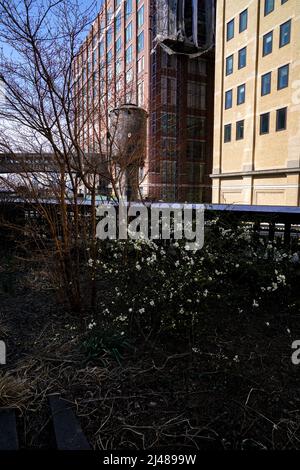 Wechselnde Jahreszeiten: Frühes Frühjahr auf der Highline, einem Stadtpark in New York auf einem stillgestuchten Eisenbahnviadukt. Gartengestaltung von Pete Oudolf Stockfoto