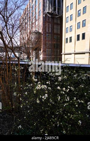 Wechselnde Jahreszeiten: Frühes Frühjahr auf der Highline, einem Stadtpark in New York auf einem stillgestuchten Eisenbahnviadukt. Gartengestaltung von Pete Oudolf Stockfoto