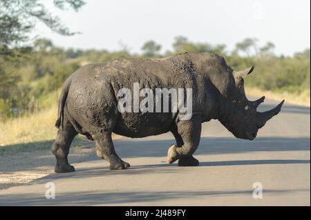 Ein sehr schlammiges und glückliches weißes Nashorn überquert die Straße nach seinem morgendlichen Bad in einer Schlammpfütze, Kruger National Park, Südafrika Stockfoto