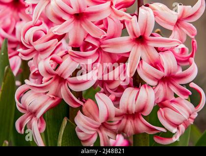 Im Frühlingsgarten blüht rosa Hyazinthen Stockfoto
