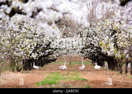 YANTAI, CHINA - 12. APRIL 2022 - Eine Schar Gänse füttert unter Birnenblüten in Qingdao, der ostchinesischen Provinz Shandong, 12. April 2022. Stockfoto