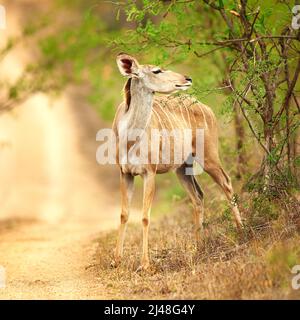 Hier bleibt der Bock stehen. Ganzkörperaufnahme eines männlichen Nyala auf den Ebenen Afrikas. Stockfoto