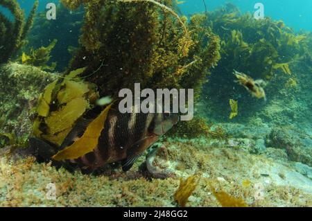 Roter moki Cheilodactylus spectabilis unter braunen Algen in trüben Gewässern des südlichen Pazifischen Ozeans. Ort: Leigh Neuseeland Stockfoto