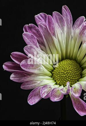 Gänseblümchen aus Lila und Weiß Stockfoto