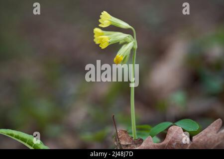 Heilpflanze Primula veris im Wald. Bekannt als Kuhslip, gewöhnlicher Kuhslip oder Kuhslip-Primrose. In den Blättern wächst die wilde gelbe Blume. Stockfoto