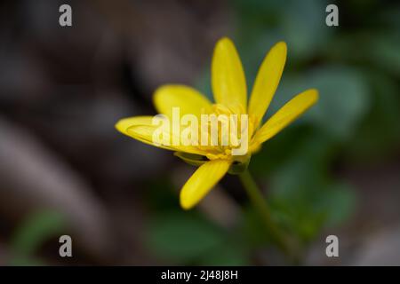 Frühlingspflanze Ficaria verna im Wald. Bekannt als geringeres Cellandin oder Pilewort. Wildgelbe Blume, Detail des Blütenkopfes, selektiver Fokus. Stockfoto