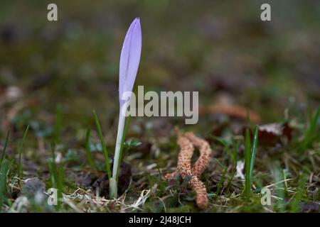 Seltene Pflanze Crocus verfärbt sich auf Waldwiese. Wilde lila Blume, verschwommenes Bokeh, Frühling. Stockfoto