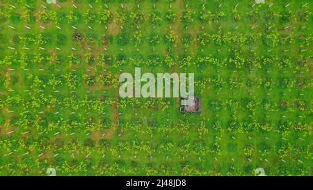Luftaufnahme der Weinberge in Pemuteran, Bali. Von oben nach unten aus der Nähe Blick über die Ernte von Weintrauben Stockfoto