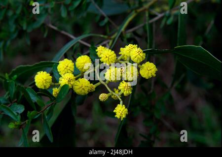 Golden Wattle (Acacia Pycnantha) ist eines der floralen Embleme des Staates Victoria, Australien. Ich fand dieses am Blackburn Lake Reserve. Stockfoto