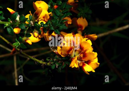 Eier und Speck (Aotus Ericoides) bekommen ihren Namen von der Farbe der Blumen - Sie würden nicht versuchen, sie zu essen! Blüte im frühen Frühjahr. Stockfoto