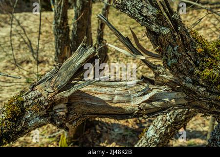 Trockener, rissiger und gebrochener Ast mit Moos und Flechten auf der Oberseite. Abruzzen, Italien, Europa Stockfoto