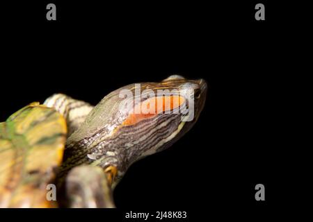 Nahaufnahme der Schildkröte auf schwarzem Hintergrund. Porträt eines Reptils in einem Isolat. Stockfoto