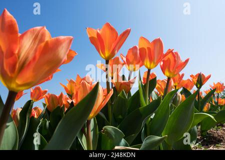 Ein Haufen frischer Tulpen mit orangefarbenen Blütenblättern und grünen Blättern wächst am sonnigen Tag auf einem Blumenbeet vor blauem wolkenlosem Himmel im Garten Stockfoto