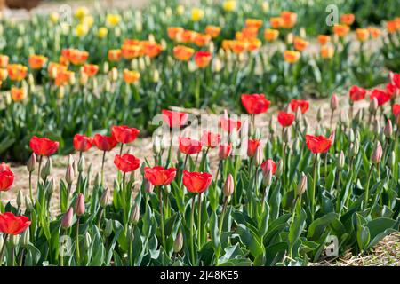 Blumenbeete mit bunt blühenden Tulpen mit bunten Blütenblättern und grünen Blättern, die am sonnigen Frühlingstag im Garten auf der Plantage wachsen Stockfoto