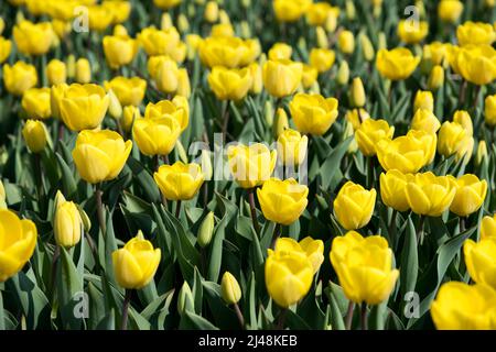 Hintergrund mit einer Fülle von hellen üppigen Tulpen mit gelben Blütenblättern und grünen Blättern, die am sonnigen Frühlingstag im Garten wachsen Stockfoto