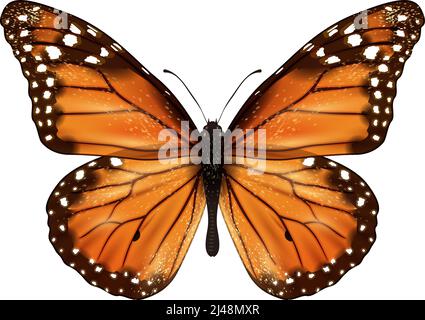 Insekten realistische farbige Schmetterling isoliert auf weißem Hintergrund Vektor-Illustration Stock Vektor