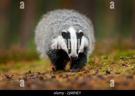 Dachs läuft im Wald, Tier Natur Lebensraum, Deutschland, Europa. Wildtierszene. Wilder Dachs, Meles meles, Tier in Holz. Europäischer Dachs, Herbst pi Stockfoto