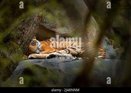 Tiger liegt in grüner Vegetation. Wildes Asien, Tierwelt Indien. Yiung Indischer Tiger, wildes Tier im Naturlebensraum, Ranthambore, Indien. Große Katze, Endang Stockfoto