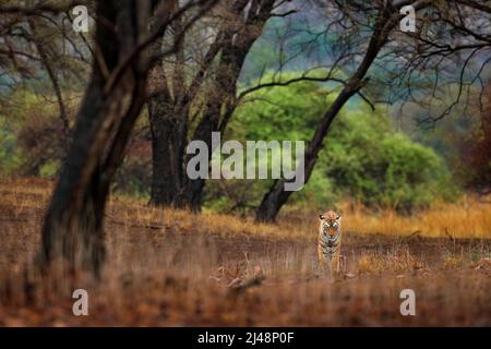 Tiger versteckt Wandern in alten trockenen Wald. Indischer Tiger erster Regen, Wildgefährdstier im Naturlebensraum, Ranthambore, Indien. Große Katze, gefährdete Ani Stockfoto