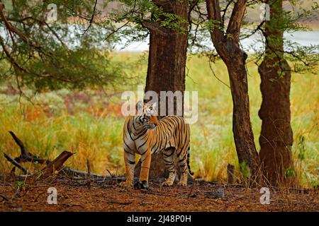 Tiger beim Wandern im alten trockenen Wald. Indischer Tiger mit erstem Regen, wildgefährdete Tiere im Naturlebensraum, Ranthambore, Indien. Große Katze, gefährdete Anima Stockfoto