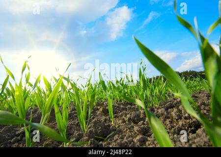 Die Aussaat wächst auf Ackerfeld Stockfoto