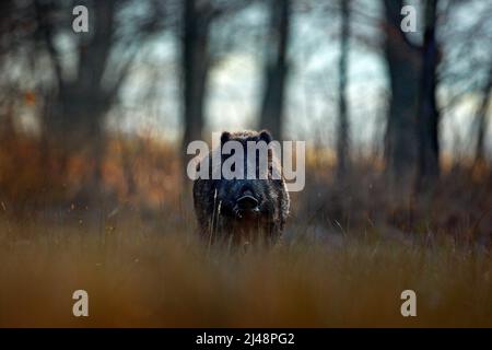 Großes Wildschwein, Sus scrofa, laufende Graswiese, roter Herbstwald im Hintergrund. Wildlife-Szene aus der Natur. Laufendes Tier auf der Graswiese. Wild pi Stockfoto