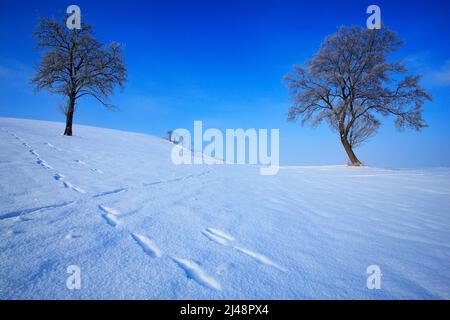Winterlandschaft. Zwei Einzelbäume in winterverschneiter Landschaft mit blauem Himmel. Einsame Bäume auf der Schneewiese. Winterszene mit Fußpfad. Schneebedeckter Hügel w Stockfoto