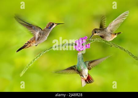 Drei Vögel mit rosa Blume. Kolibri Braun Violett-Ohr, fliegen neben schönen violetten Blüte, schön blühenden grünen Hintergrund. Vögel in der Natur Stockfoto