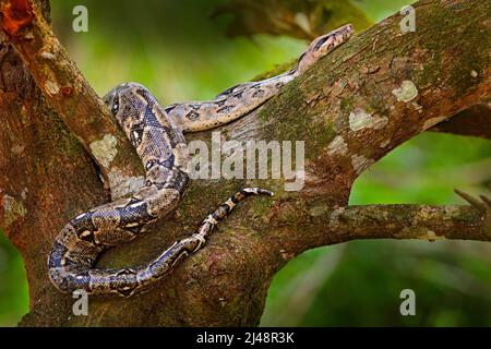 Schlange auf dem Baumstamm. Boa Constrictor Schlange in der wilden Natur, Belize. Wildlife-Szene aus Mittelamerika. Boa Constrictor, Waldlebensraum. Trave Stockfoto