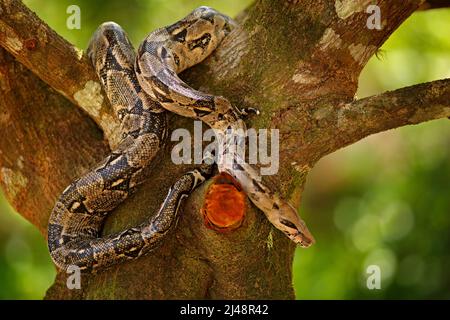 Schlange auf dem Baumstamm. Boa Constrictor Schlange in der wilden Natur, Belize. Wildlife-Szene aus Mittelamerika. Boa Constrictor, Waldlebensraum. Trave Stockfoto
