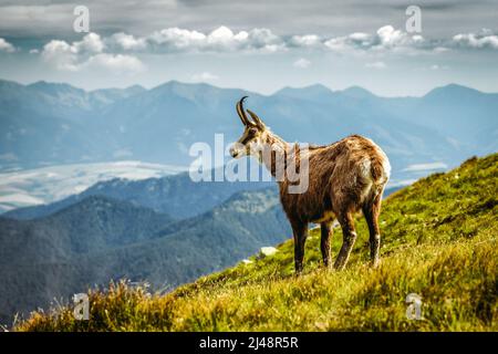 Tatra-Gämsen auf dem Hügel der Niederen Tatra in der Slowakei Stockfoto