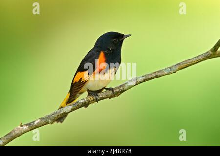 Amerikanischer Rottenstarter, Setophaga ruticilla, New World-Waldsänger aus Mexiko. Tangare in der Natur Lebensraum. Vogelbeobachtung in Südamerika. Schwarzer Kopf mit o Stockfoto