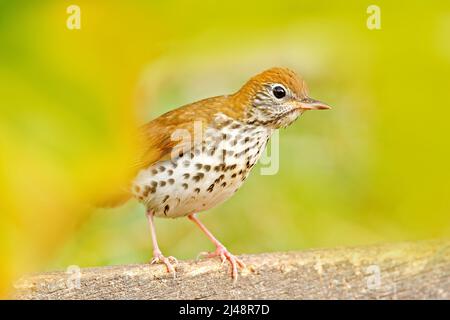 Singdrossel, Hylocichla mustelina, im Naturlebensraum. Jungvögel sitzen auf einem Ast. Vogel im Sommer Belize. Vogel im Wald. Songbird Stockfoto