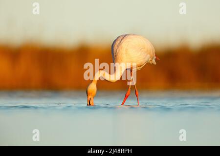 Schöner rosafarbener großer Vogel, Flamingo, Phoenicopterus ruber, im Wasser, mit Abendsonne, Camargue, Frankreich. Wildtierszene in der Natur. Stockfoto