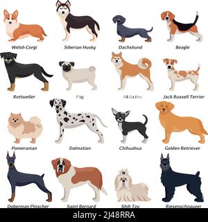 Farbige reinrassige Hunde Icon Set mit welsh Corgi Siberian Husky Rottweiler Dalmatiner akita inu Rassen Vektor-Illustration Stock Vektor