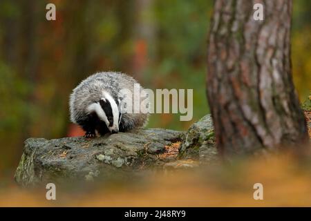 Dachs im Wald, Tier Natur Stein Lebensraum, Deutschland, Europa. Wildtierszene. Wilder Dachs, Meles meles, Tier, Baumstamm. Europäischer Dachs, Herbst Stockfoto