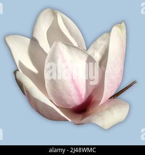 Eine einzelne Blume eines blühenden Magnolienbaums. Das Bild ist auf einem hellblauen Hintergrund ausgeschnitten. Stockfoto