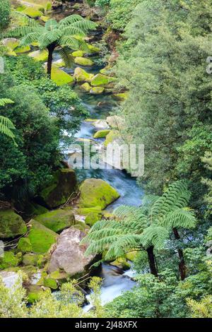 Ein Bach fließt durch den neuseeländischen Wald, eingerahmt von moosigen Felsen und Baumfarnen Stockfoto