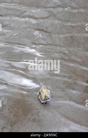 Stein mit Salzkristallen im seichten Wasser der Jan Thiel Salzebenen auf der Karibikinsel Curacao Stockfoto