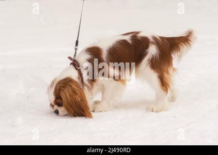 Cavalier King charles spaniel schnüffelt einen Fußabdruck im Schnee Stockfoto