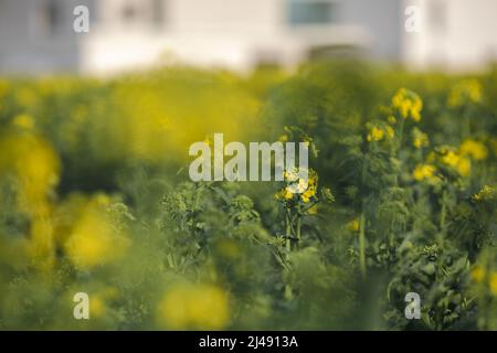 Colza Blumen, Gelbe Rapsblüten Stockfoto