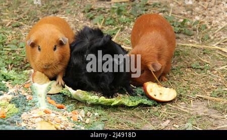 Drei Guinea-Schweine essen Obst, Gemüse und Getreide. Stockfoto